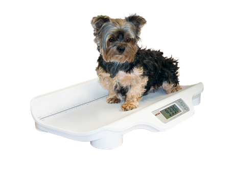  YTCYKJ Digital Small Animals Scales for Weighing,Puppy